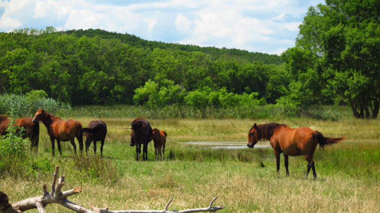Horses on river banks Veleka to the town Sinemorets. Bulgaria